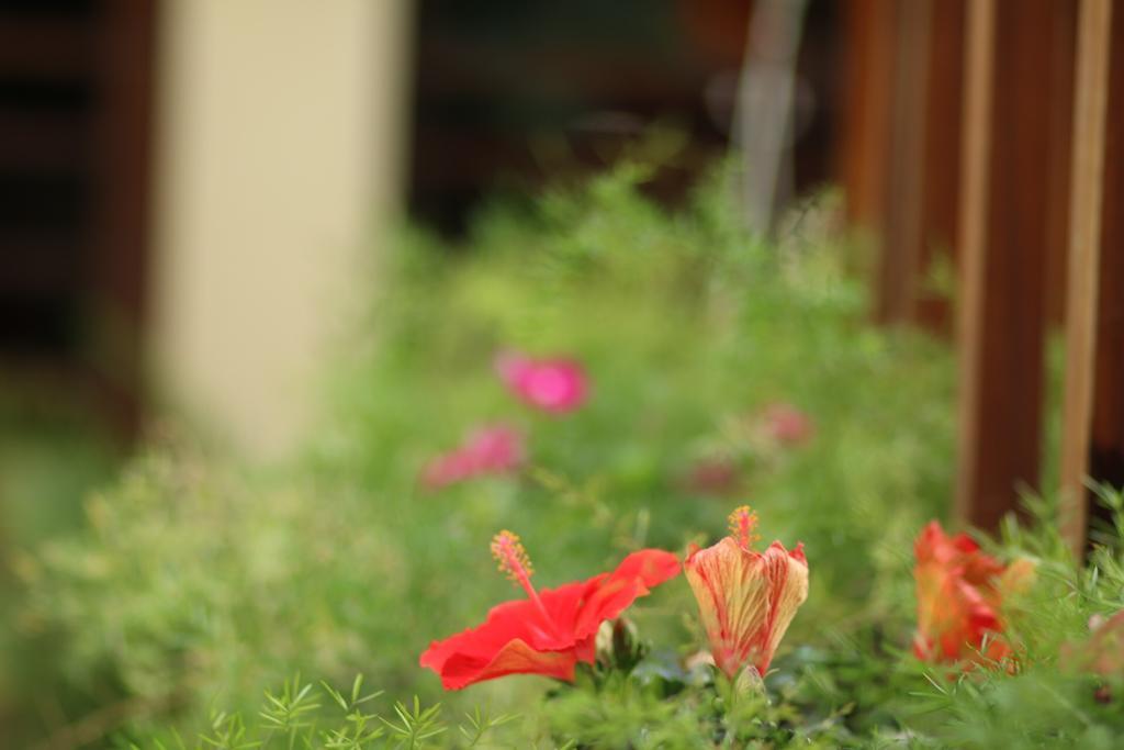 Long Life Riverside Hotel Hoi An Exterior photo